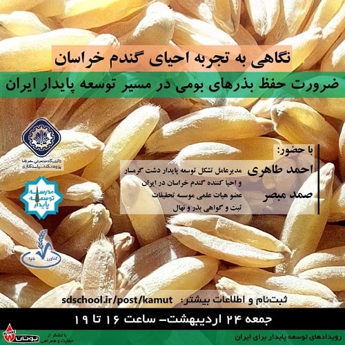 نگاهی به تجربه احیای گندم خراسان